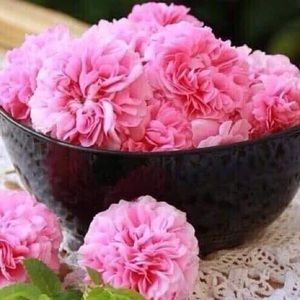 Meet your Posher, Wafaa